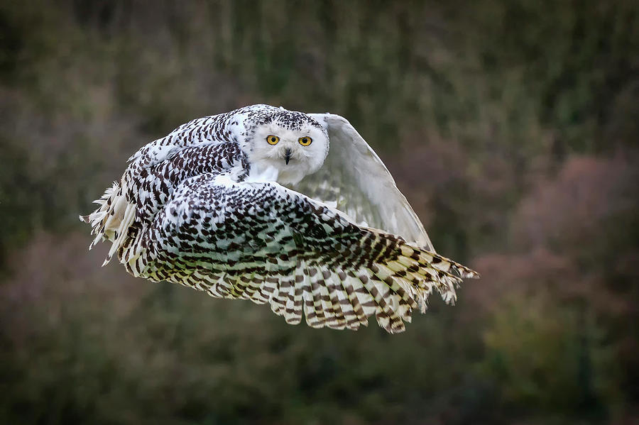 Snowy Owl In Flight Photograph by Tony Baggett