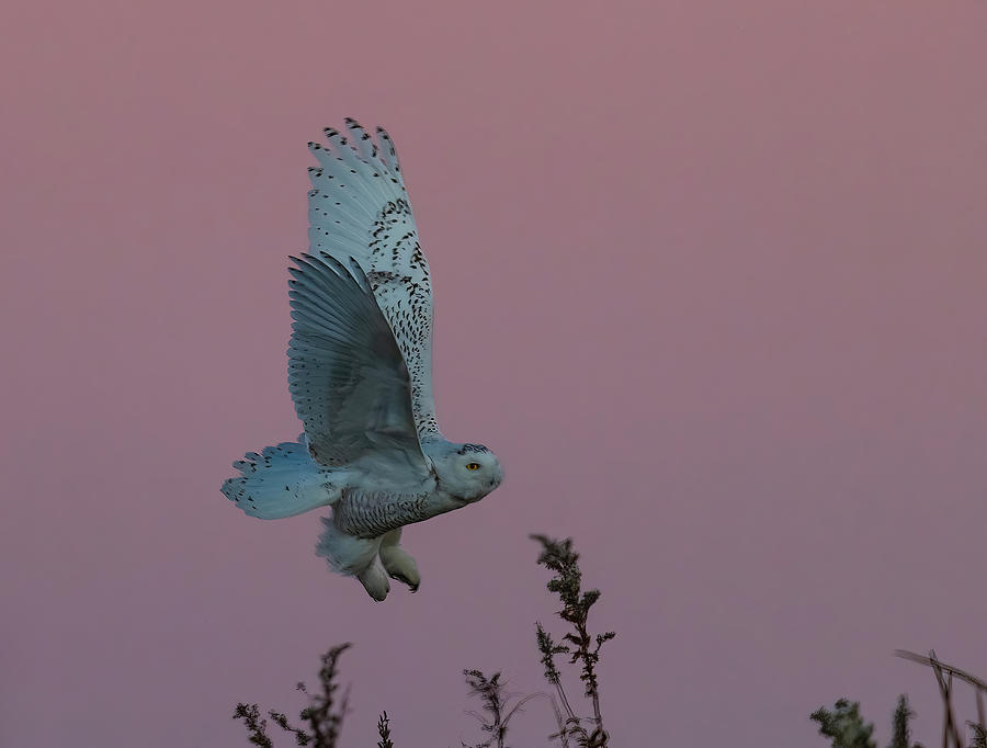 Snowy Owl In Pinky Early Morning Photograph by Tu Qiang (john) Chen