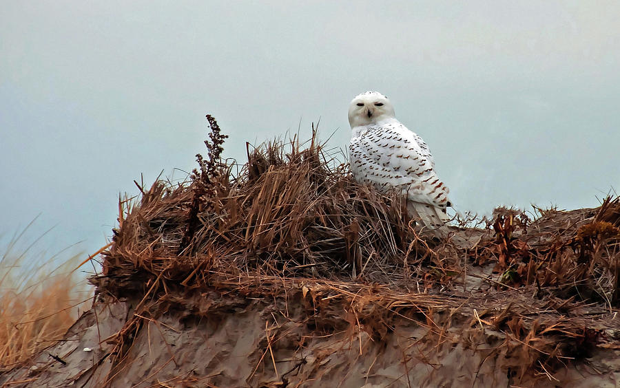 Snowy Owl in the Dunes by Wayne Marshall Chase Snowy Owl in the Dunes by Wayne Marshall Chase