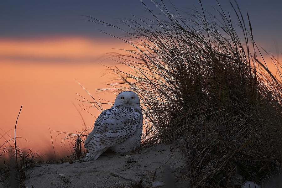 Snowy Owl In The Sunset Photograph by Johnny Chen