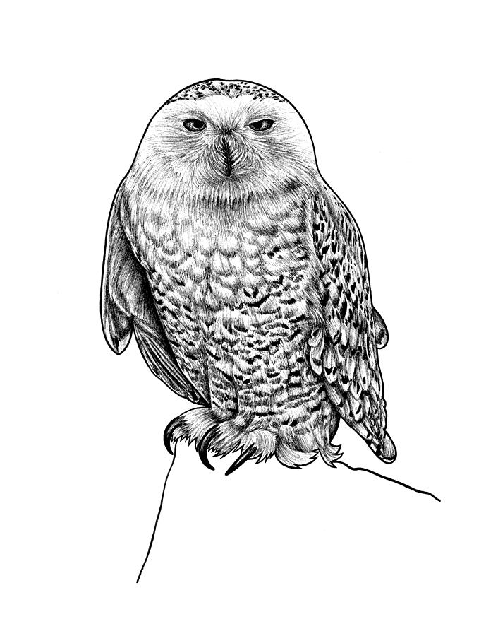 Snowy owl - ink illustration Drawing by Loren Dowding
