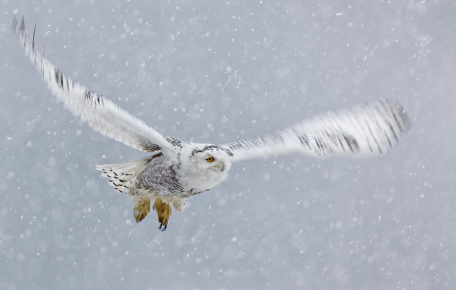 Snowy Owl Photograph by James Bian