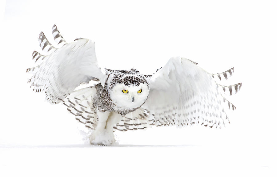 Snowy Owl - Jazz Wings Photograph by Jim Cumming