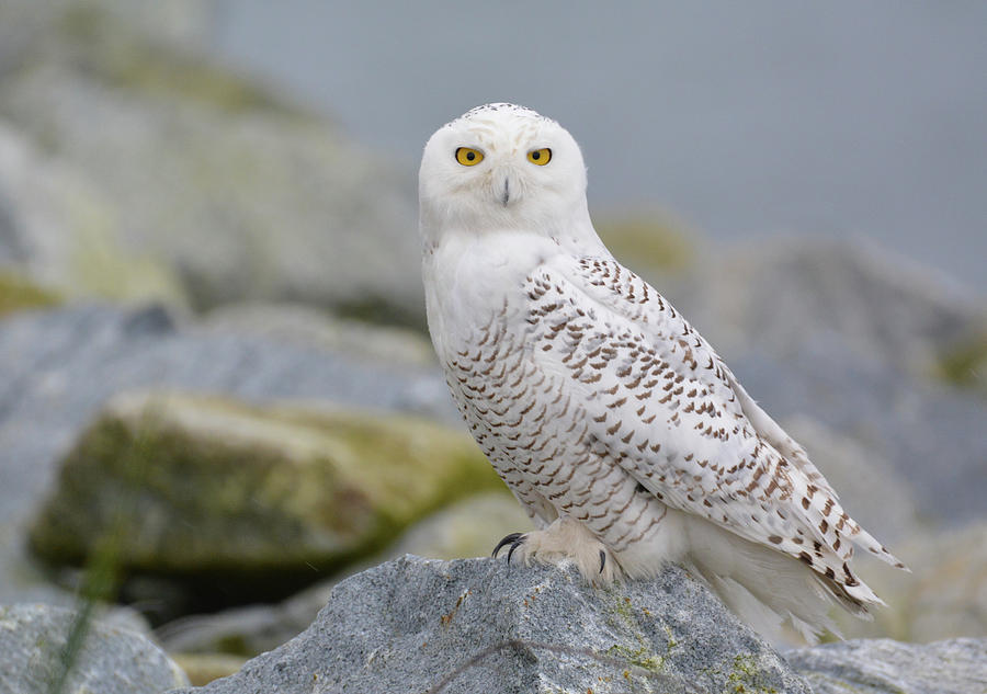 Snowy Owl Photograph by Joan Septembre