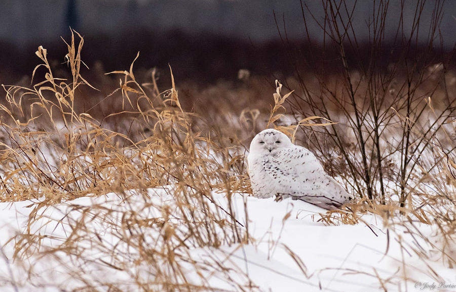 Snowy Owl Photograph by Jody Partin