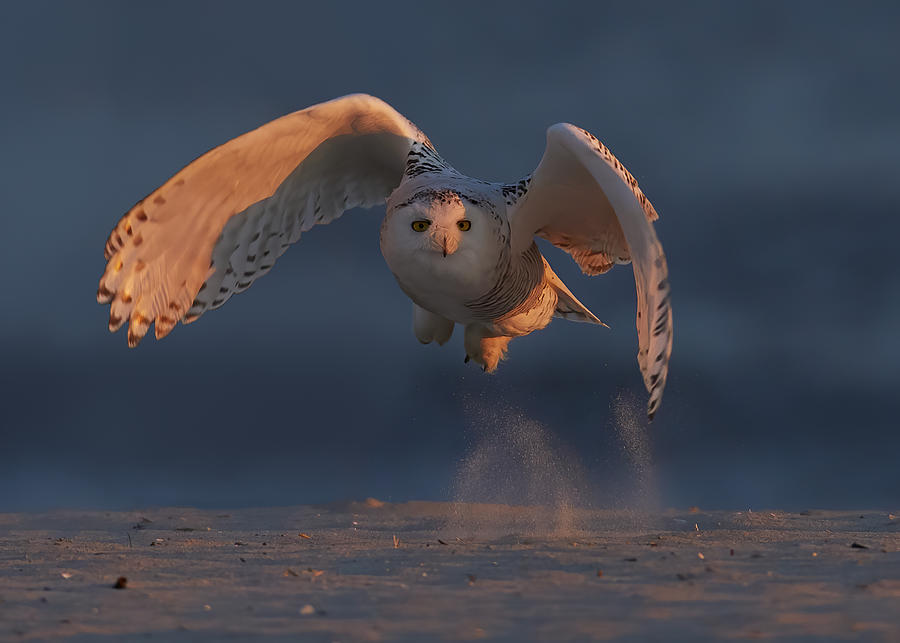 Snowy Owl Photograph by Johnny Chen