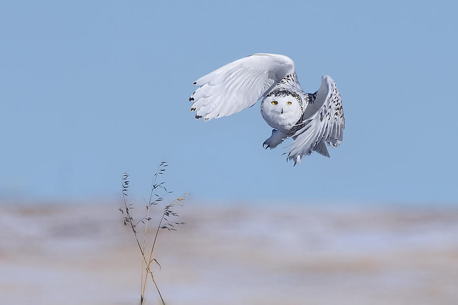 Snowy Owl Photograph by Jun Zuo