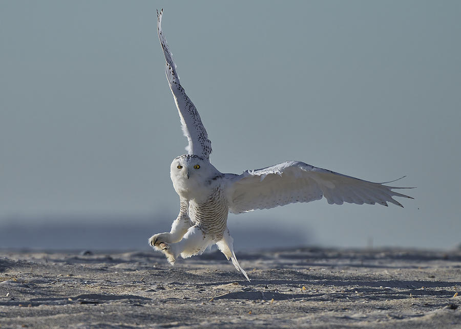 Owl Photograph - Snowy Owl Landing by Johnny Chen