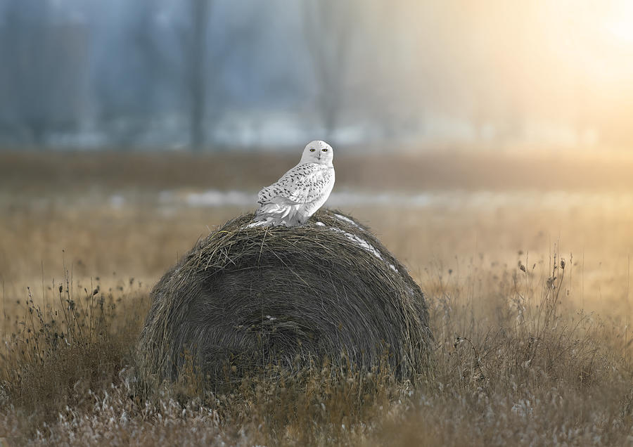 Snowy Owl Photograph by Larry Deng