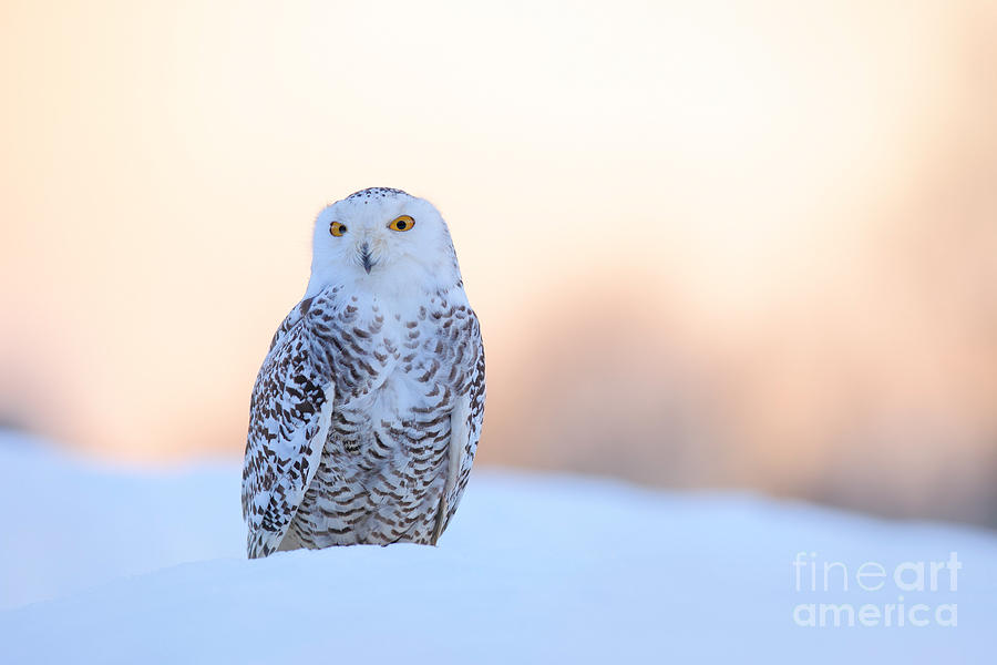 Feather Photograph - Snowy Owl Nyctea Scandiaca Rare Bird by Ondrej Prosicky Feather Photograph - Snowy Owl Nyctea Scandiaca Rare Bird by Ondrej Prosicky