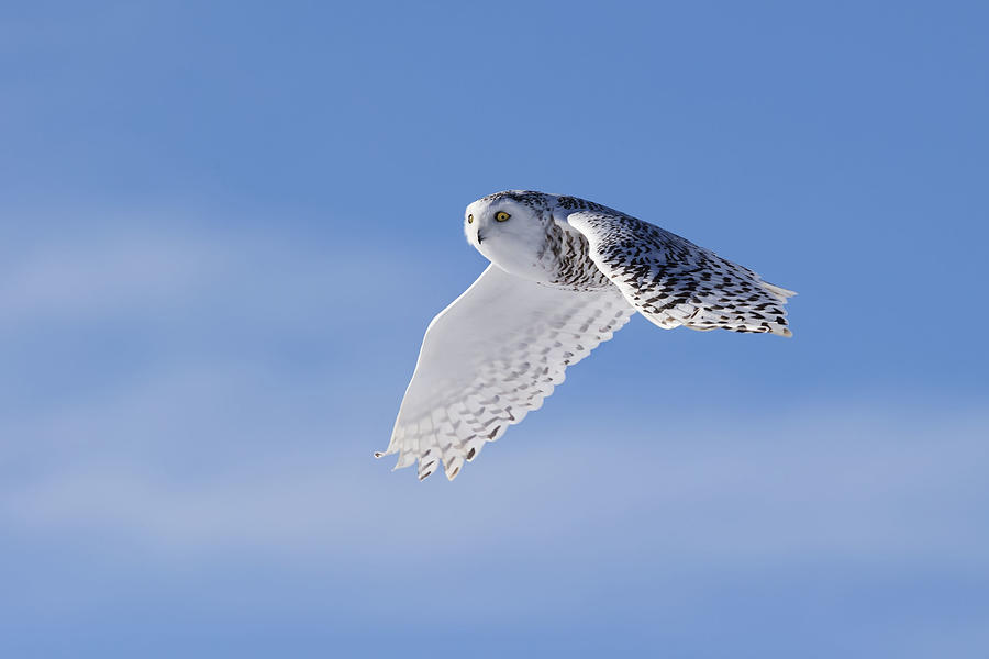 Snowy Owl Photograph by Phillip Chang