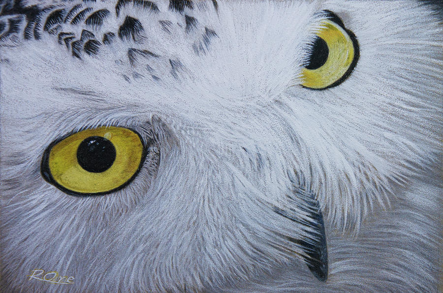 Snowy Owl Drawing - Snowy Owl by Raymond Ore Snowy Owl Drawing - Snowy Owl by Raymond Ore