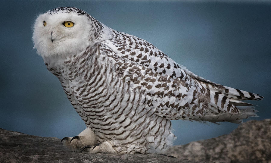 Snowy Owl by Richard Kopchock Snowy Owl by Richard Kopchock
