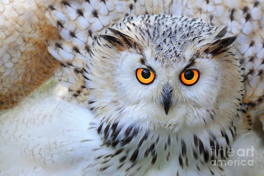Feather Photograph - Snowy Owl by Skynavin Feather Photograph - Snowy Owl by Skynavin