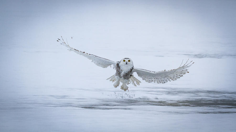 Owl Photograph - Snowy Owl - Success II by D. Sarma