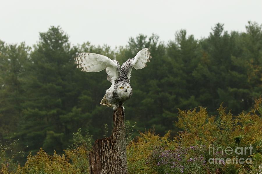 Snowy Owl take off Photograph by Heather King