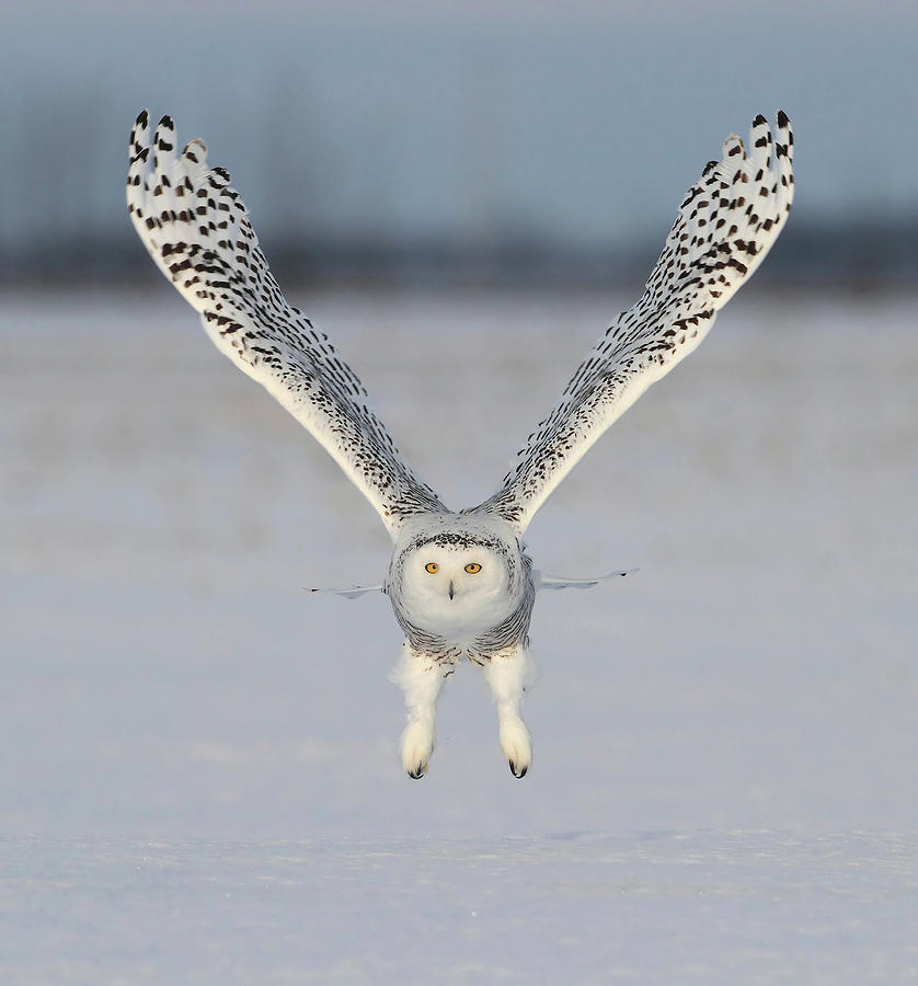 Snowy Owl Take Off Photograph by Image By David G Hemmings