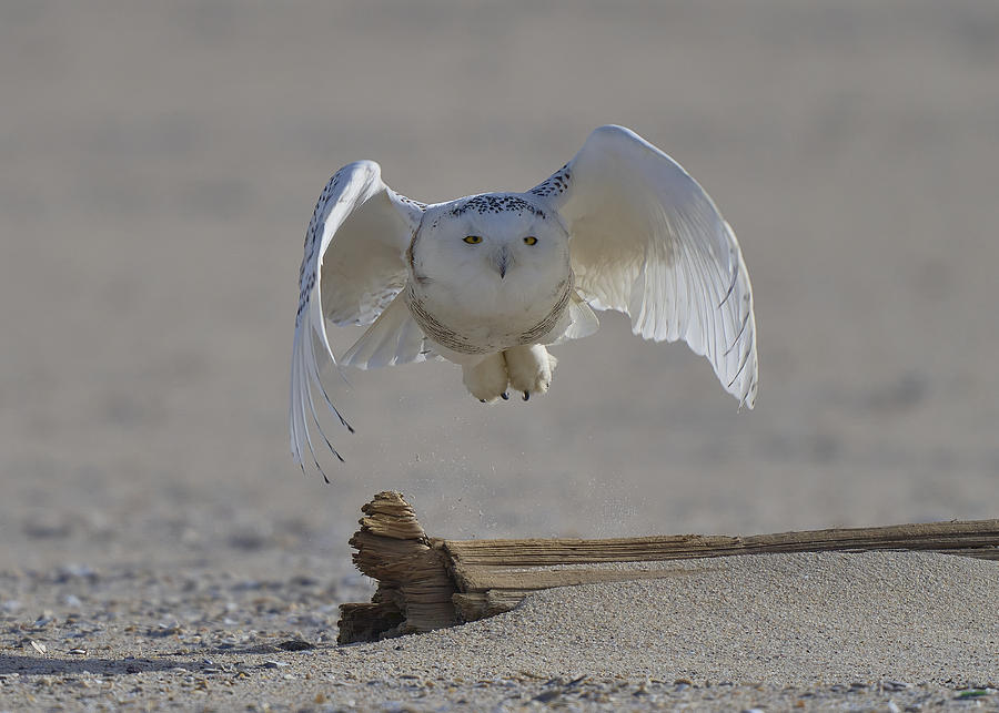Snowy Owl Takes Off Photograph by Johnny Chen