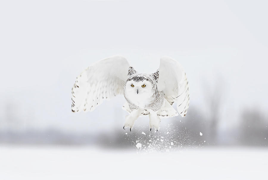 Snowy Owl Taking Flight Photograph by Jim Cumming