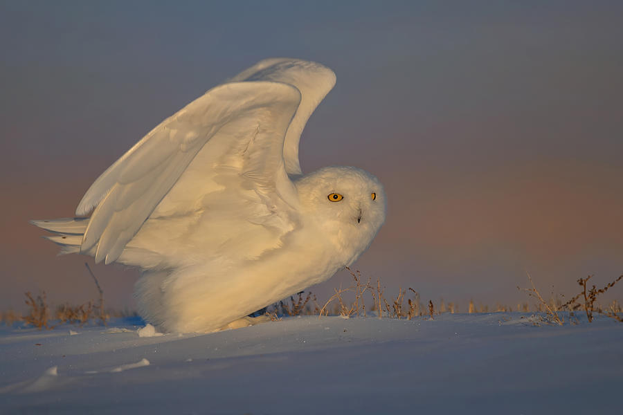 Snowy Owl Taking Off Photograph by Jun Zuo