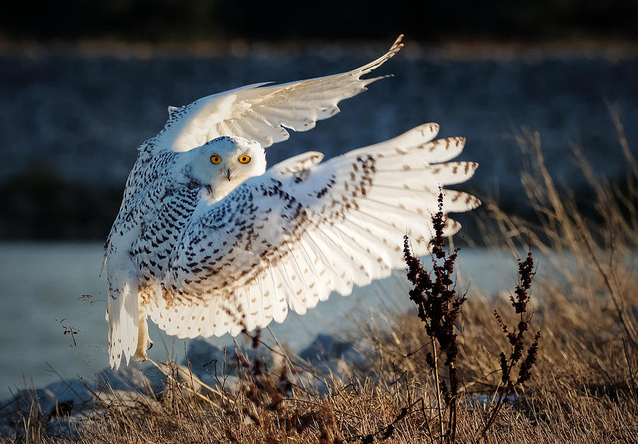 Owl Photograph - Snowy Owl Taking Off by Ming H Yao