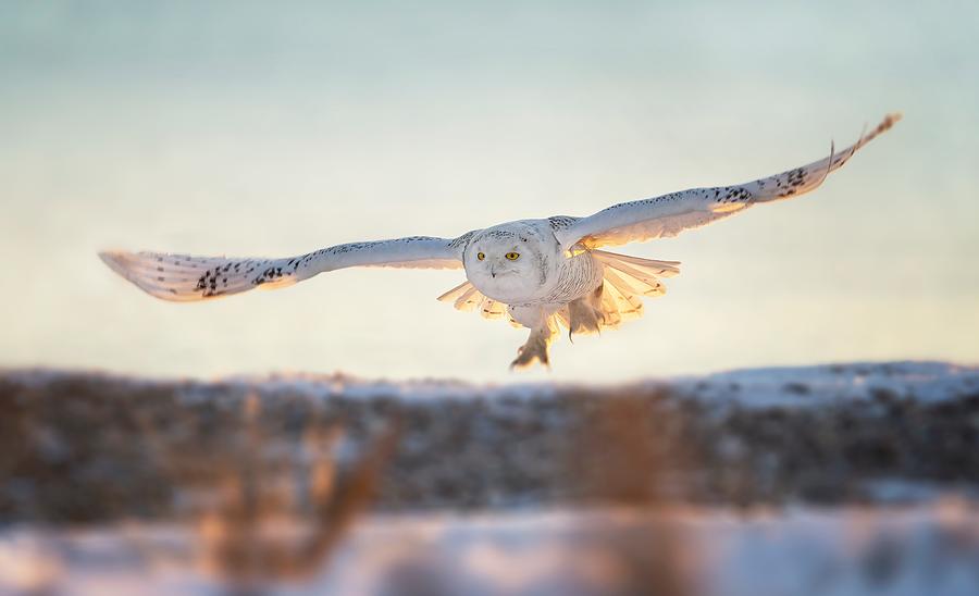 Snowy Owl Taking Off Photograph by Nan Wei