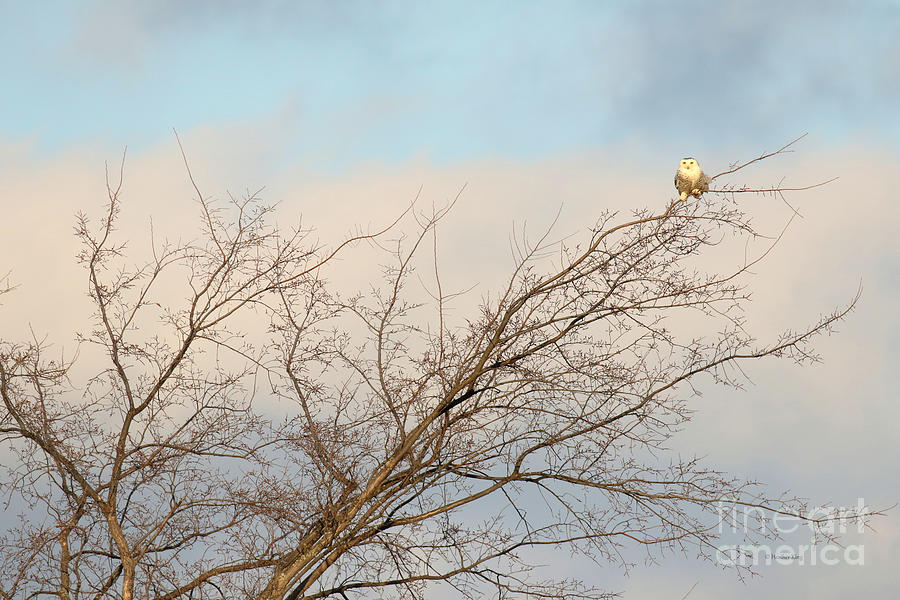 Snowy Owl tale of tenacity Photograph by Heather King