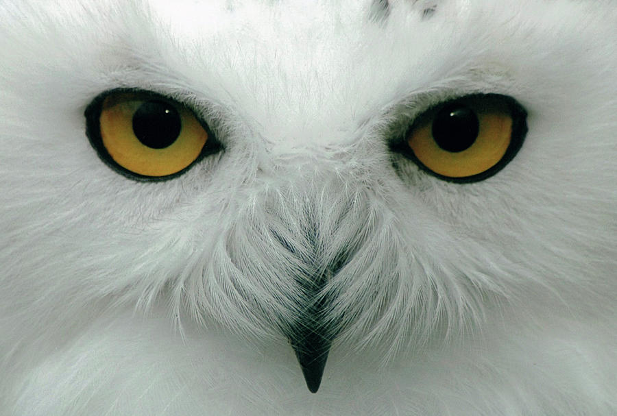 Snowy Owl Up Close Photograph by Nicolette Wells