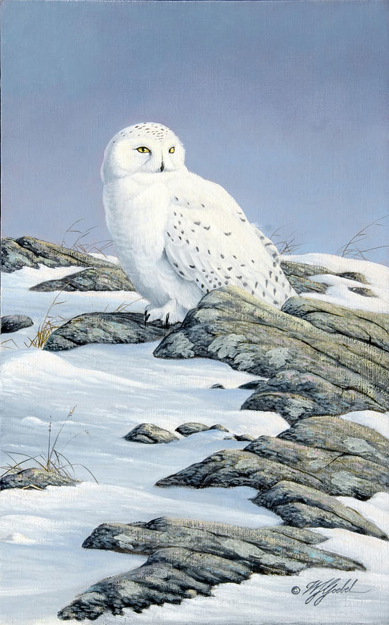 Bird Painting - Snowy Owl by Wilhelm Goebel