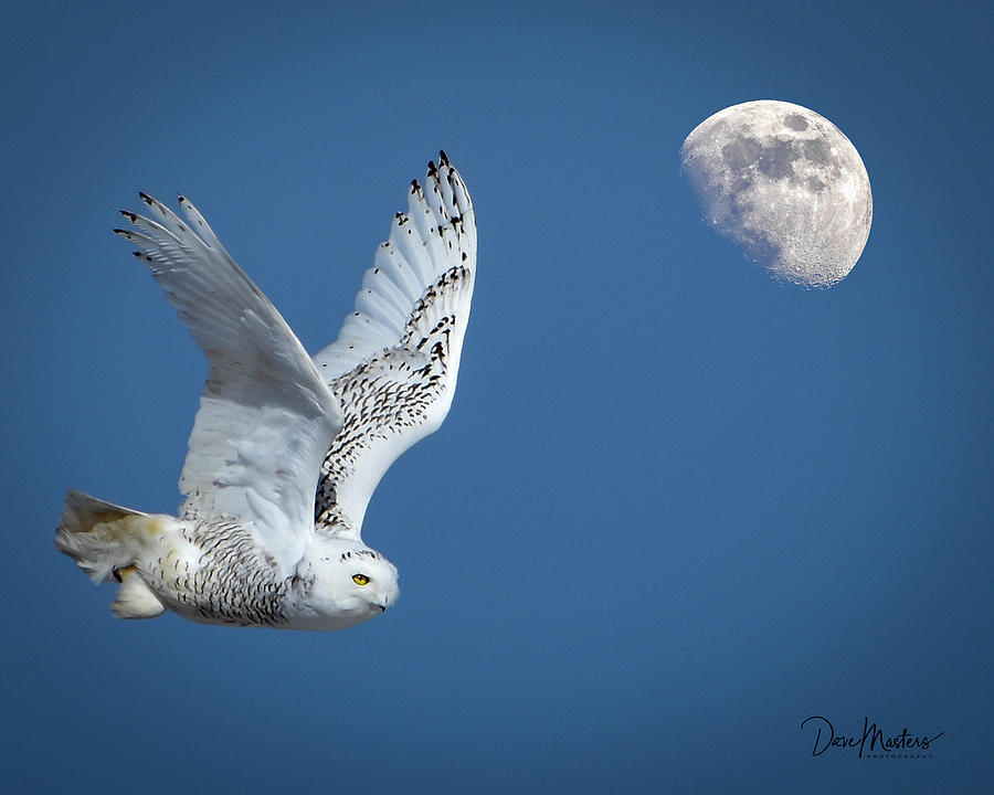 Snowy Owl With Moon Photograph