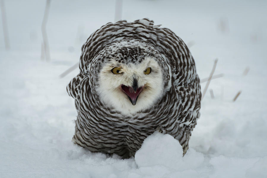 Snowy Owl with Snowball Photograph by David Hook - Pixels