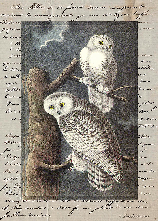 Snowy Owls Digital Art by Terry Kirkland Cook