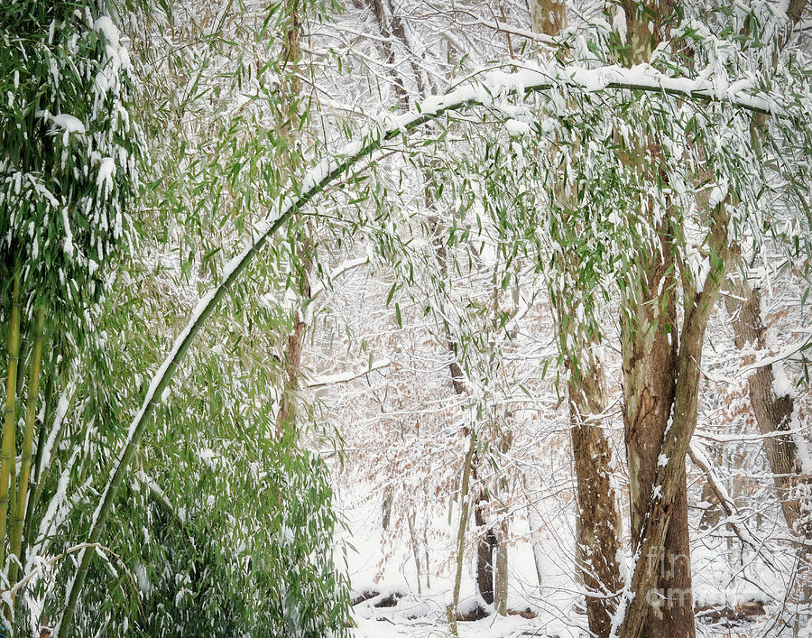 Snowy park Photograph by Izet Kapetanovic