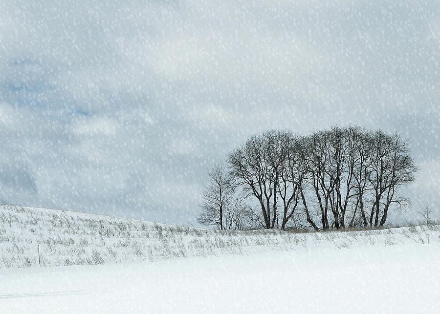 Winter Photograph - Snowy Pasture by JAMART Photography