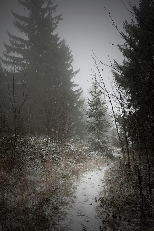 Snowy Path Through Edge Of Wintry, Misty Woods Photograph by Sabine Lscher