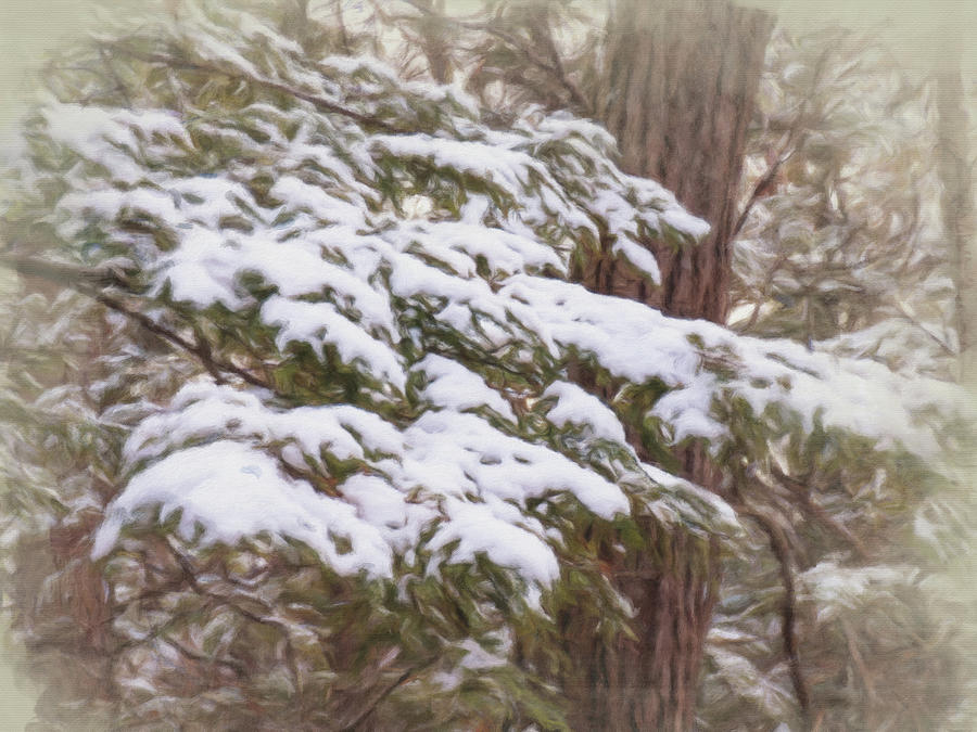 Snowy Pine Boughs Digital Art by Leslie Montgomery