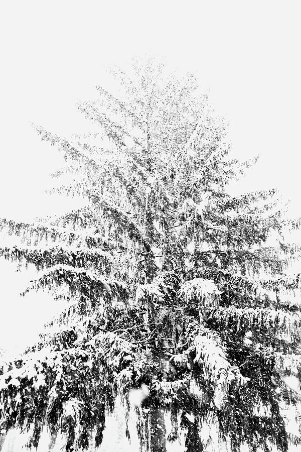 Nature Photograph - Snowy Pine by Keith Rousseau