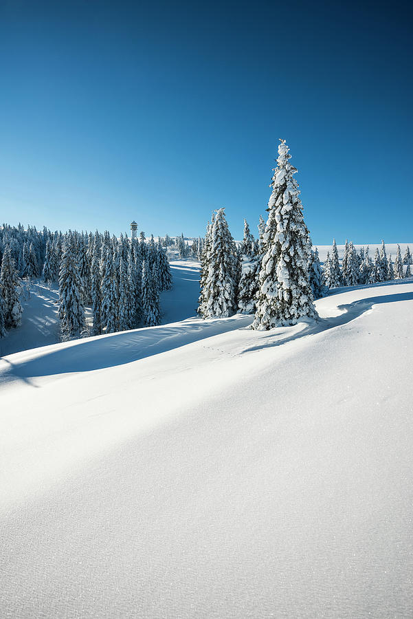 Snowy Pine Trees On Mount Seebuck, Feldberg, Black Forest, Baden-wuerttemberg, Germany Photograph by Daniel Schoenen Fotografie
