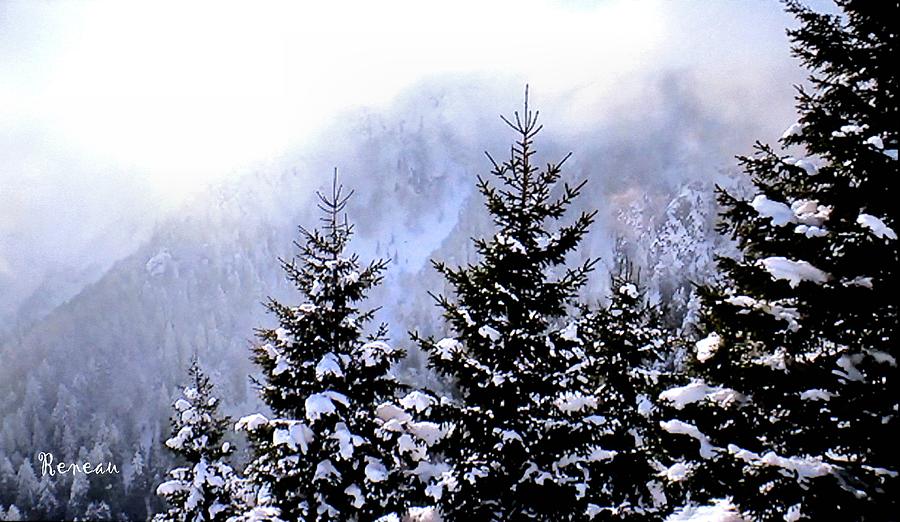 Snowy Pines Photograph by A L Sadie Reneau