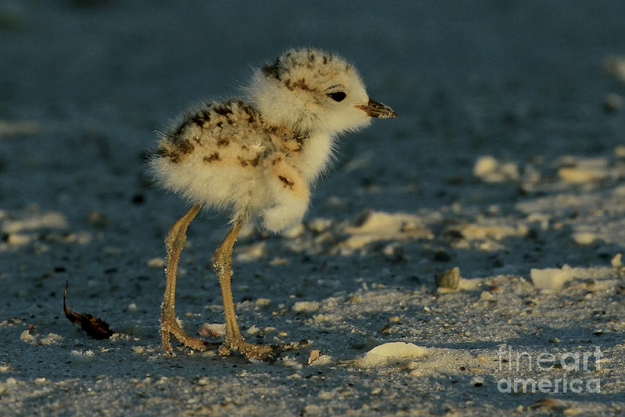 Snowy Plover Chick Photograph