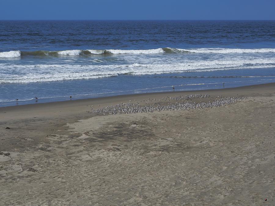 Snowy Plover Convention Photograph by Richard Thomas