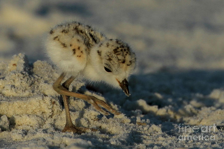 Snowy Plover on the Hunt Photograph by Meg Rousher