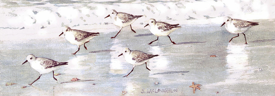 Snowy Plover Sandpipers On Siesta Key Beach, Wide-narrow by Shawn McLoughlin Snowy Plover Sandpipers On Siesta Key Beach, Wide-narrow by Shawn McLoughlin