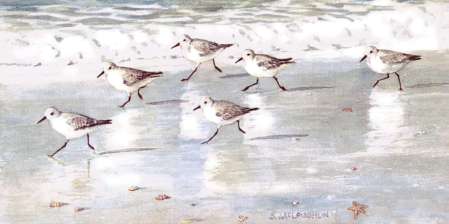 Snowy Plover Sandpipers on Siesta Key Public Beach - wide by Shawn McLoughlin Snowy Plover Sandpipers on Siesta Key Public Beach - wide by Shawn McLoughlin
