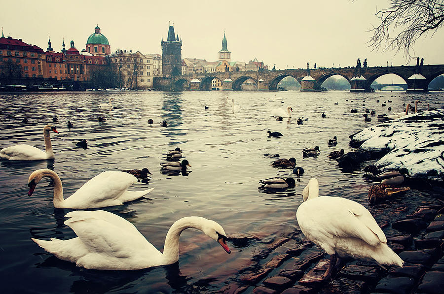 Snowy Prague. Swans on Vltava River Bank 1 Photograph by Jenny Rainbow