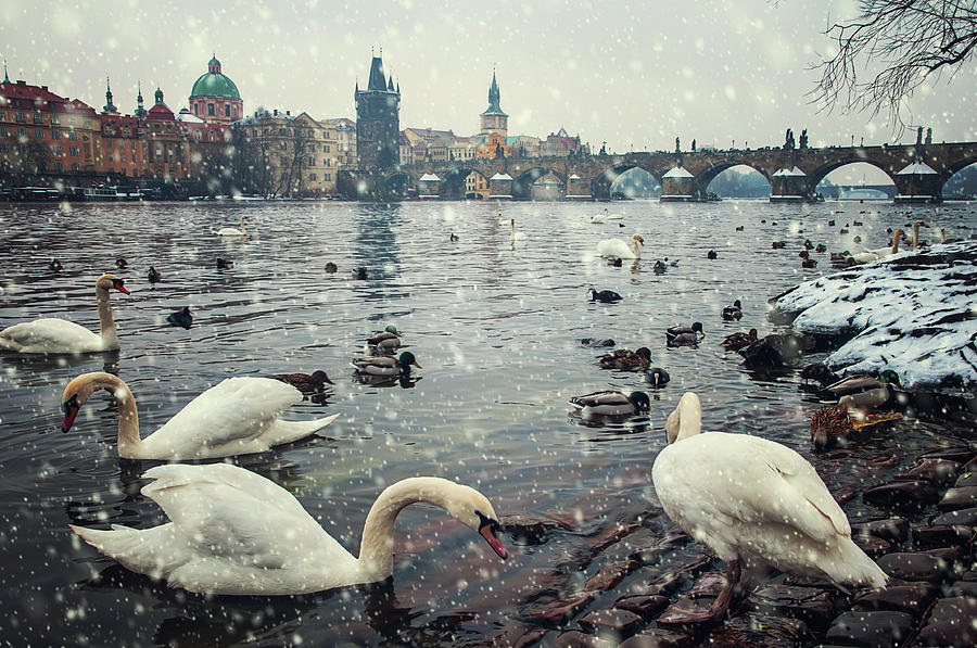 Snowy Prague. Swans on Vltava River Bank 2 Photograph by Jenny Rainbow