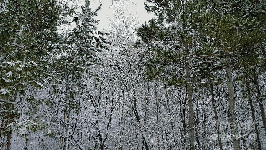 Snowy Sentinels Photograph by Cheryle Gannaway