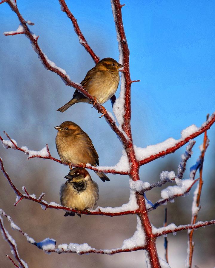 Bird Photograph - Snowy Sparrow Perch by Dana Hardy