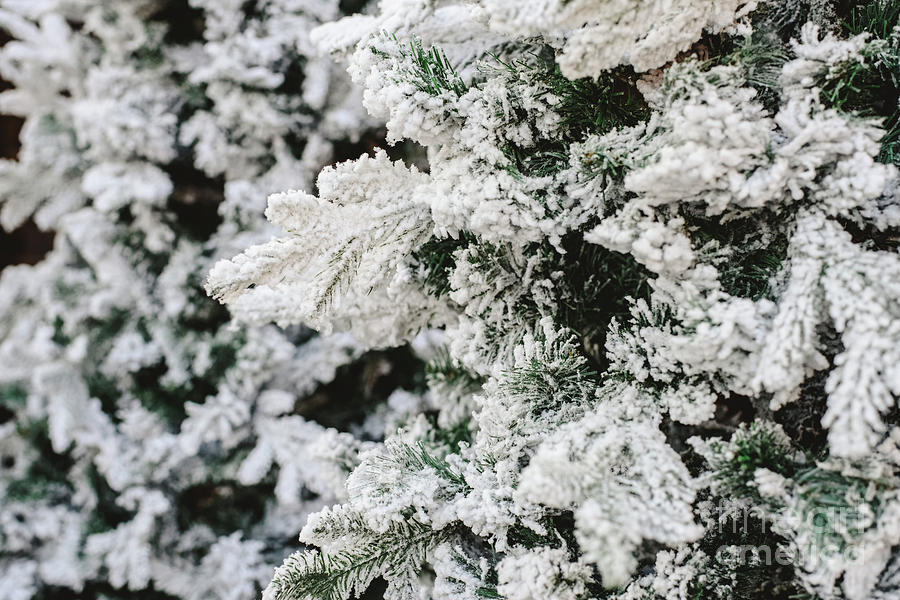 Snowy spruce branches with fake snow to decorate house in winter. Photograph by Joaquin Corbalan