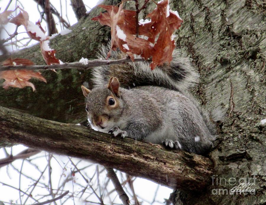 Snowy Squirrel 2 Photograph by CAC Graphics
